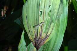 Image of Geranium Plume Moth