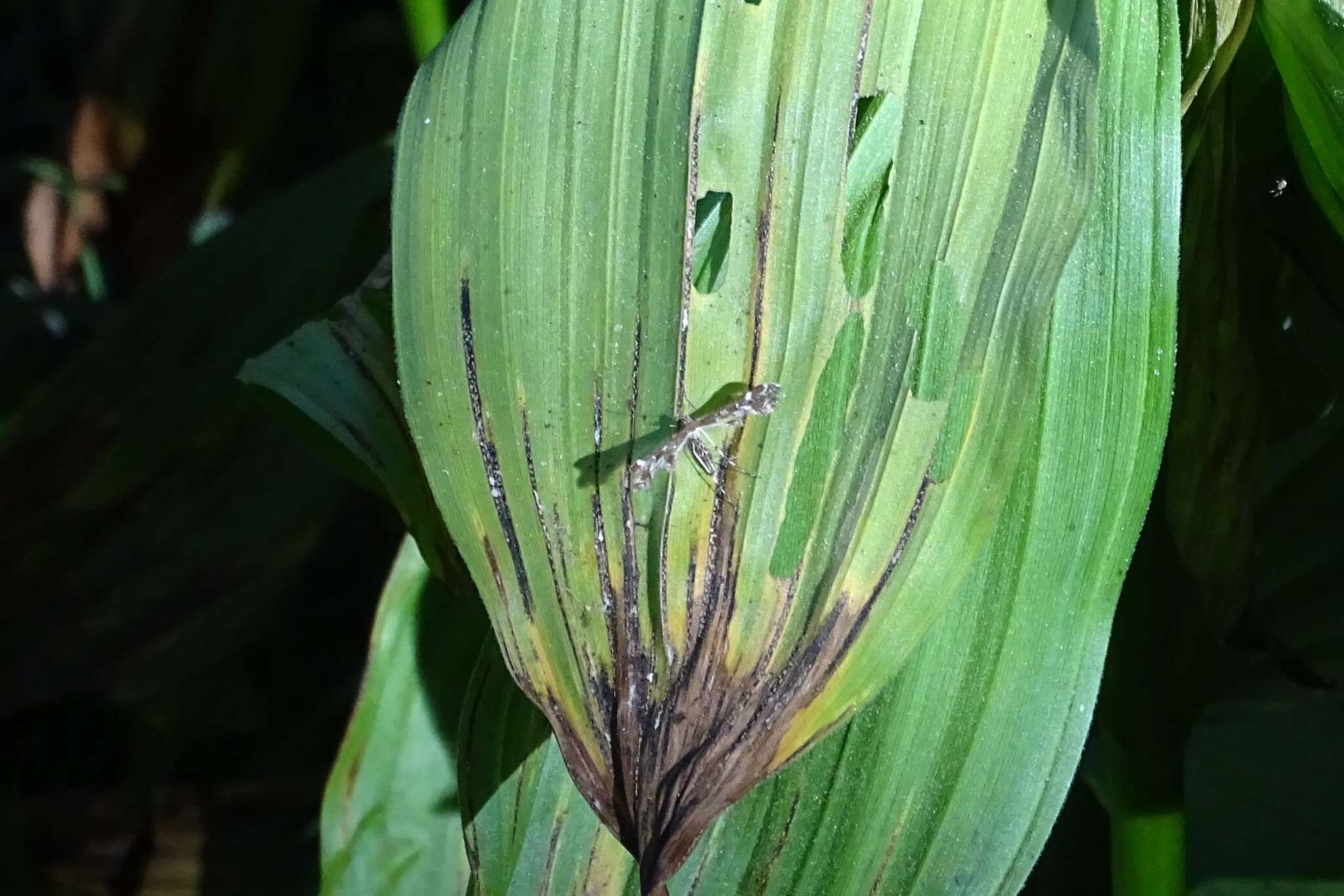 Image of Geranium Plume Moth