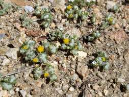 Image of Pringle's woolly sunflower