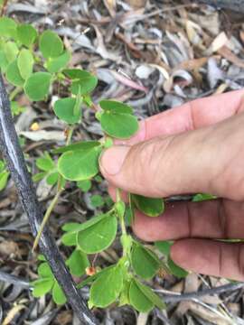 Imagem de Chamaecrista rotundifolia (Pers.) Greene