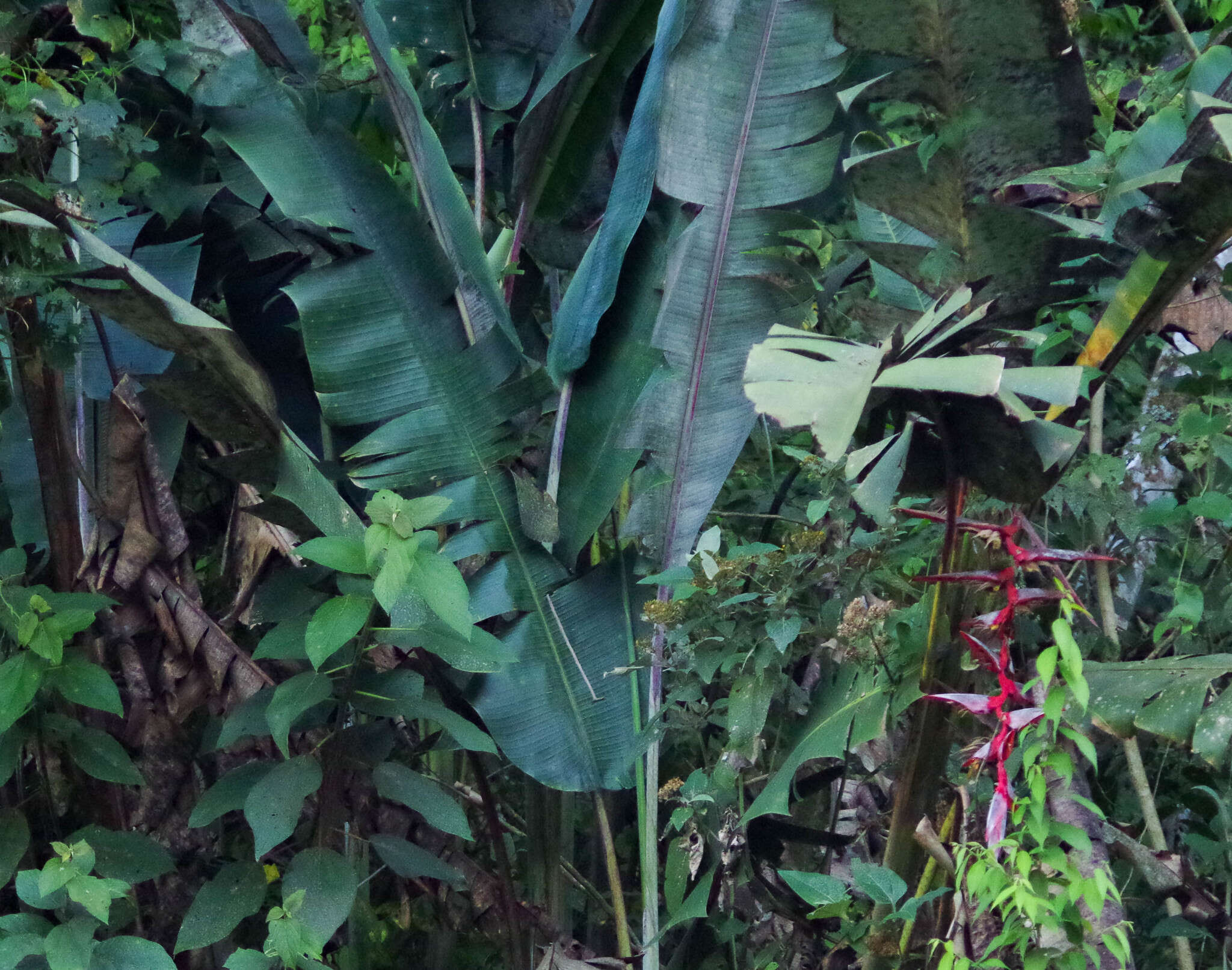 Image of Heliconia griggsiana L. B. Sm.