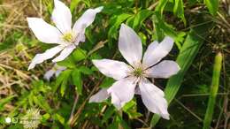 Image de Clematis cadmia Buch.-Ham. ex Wall.