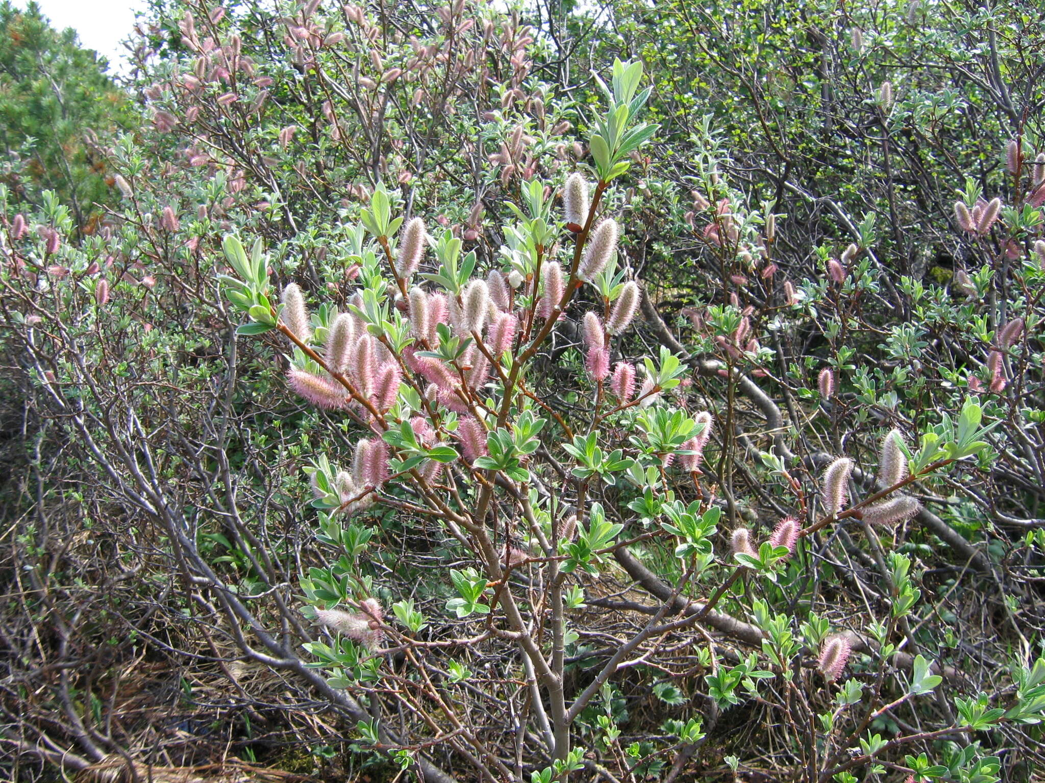 Image of Salix krylovii E. Wolf