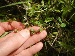 Image of Carolina clover