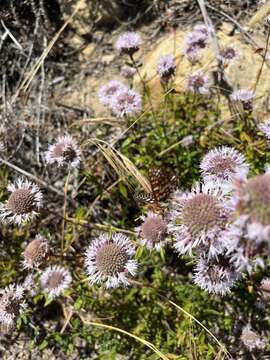 صورة Monardella hypoleuca A. Gray