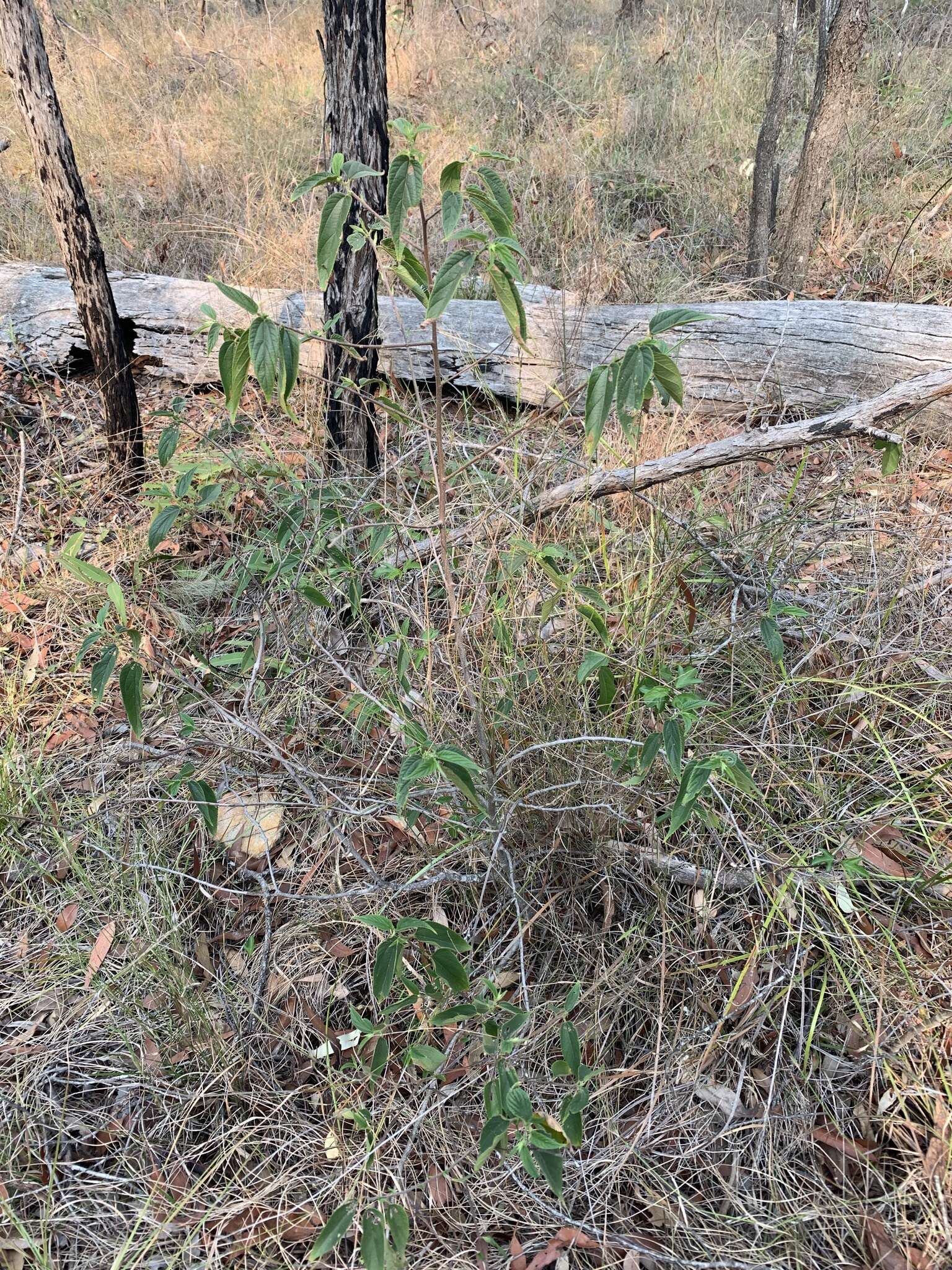 Image of peach-leaved poison bush