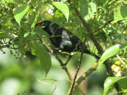 Image of Asian Glossy Starling