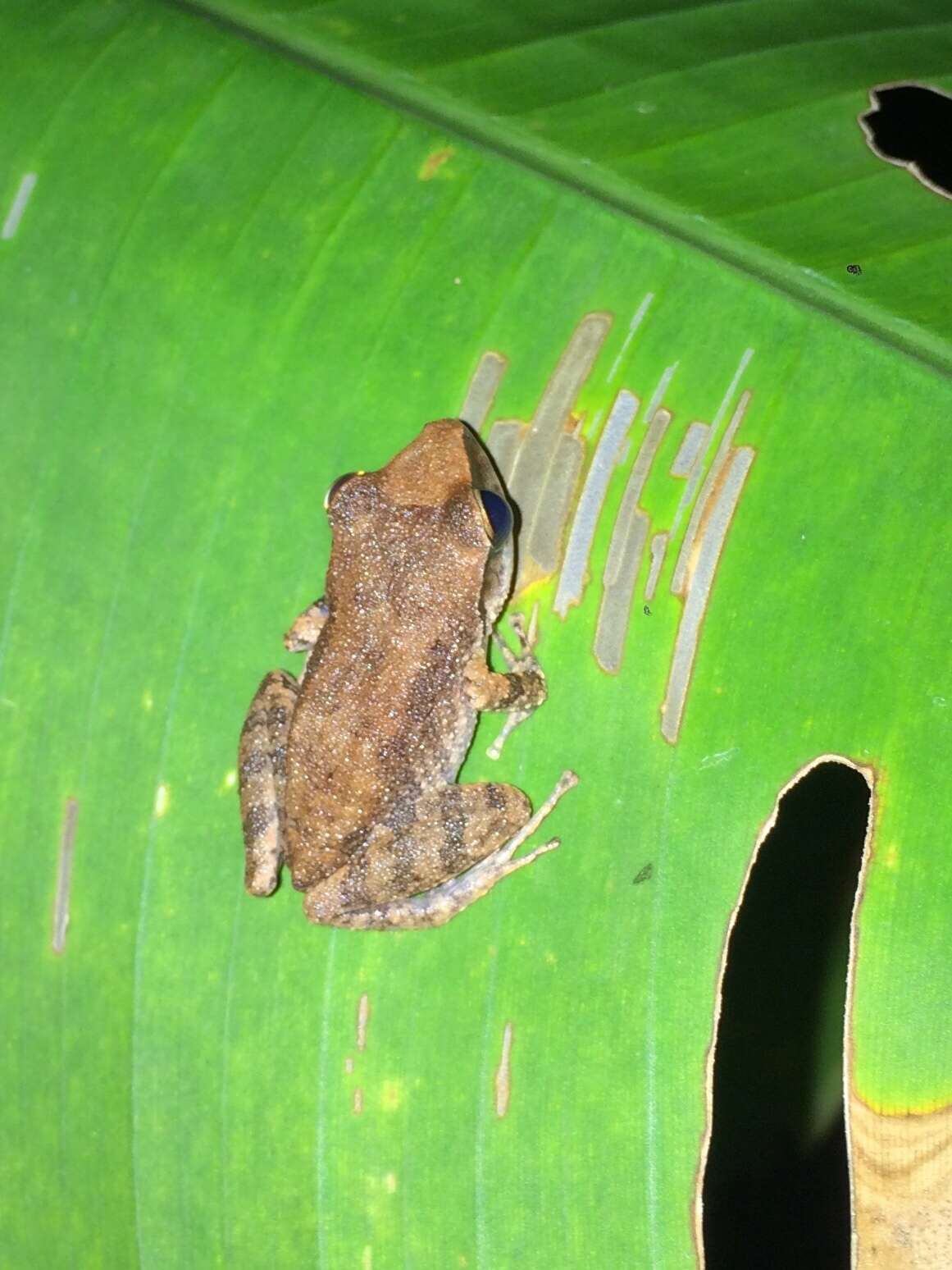 Image of Paulo's Robber Frog