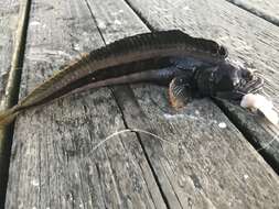 Image of One-Spot Fringehead