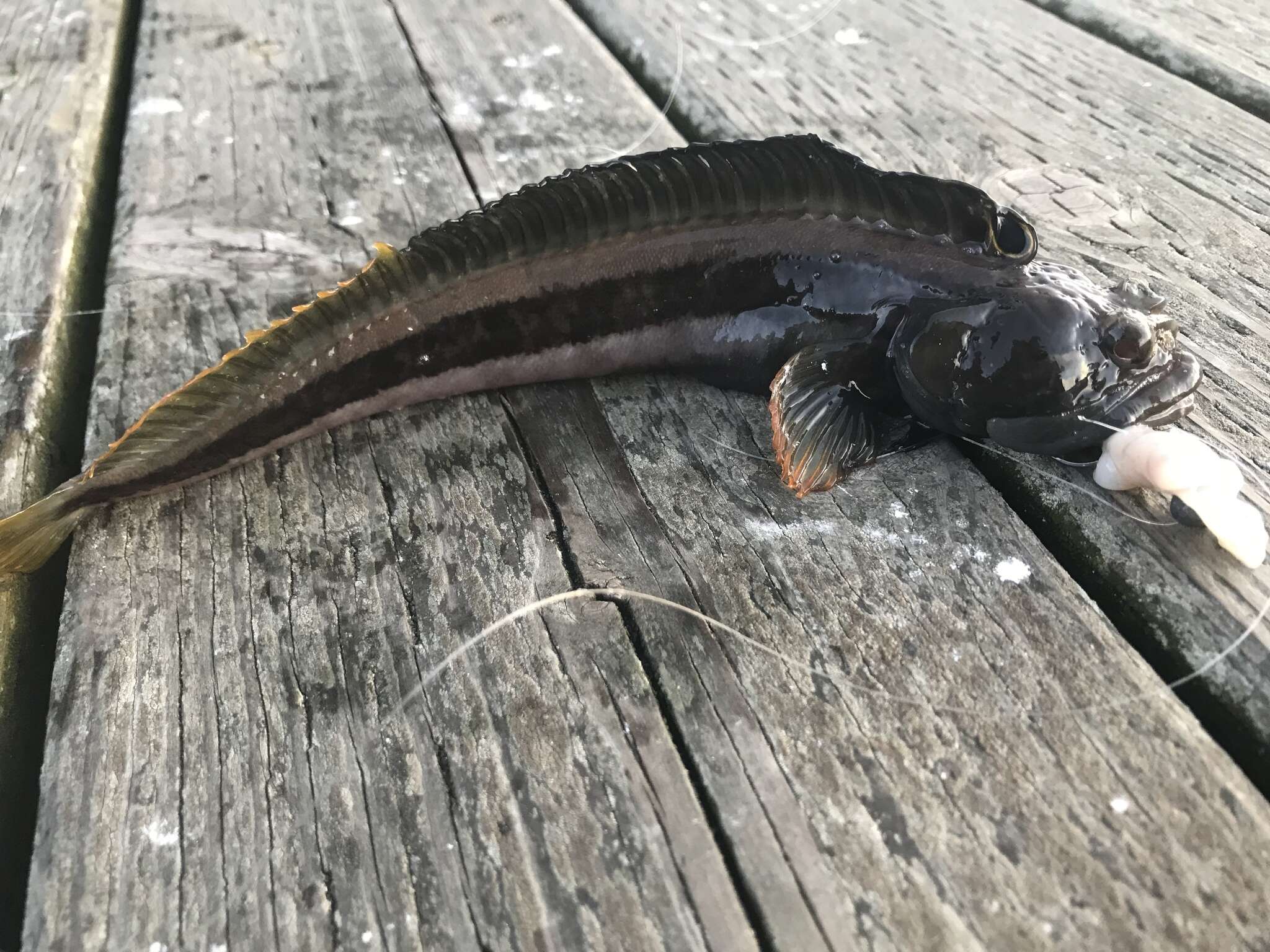 Image of One-Spot Fringehead