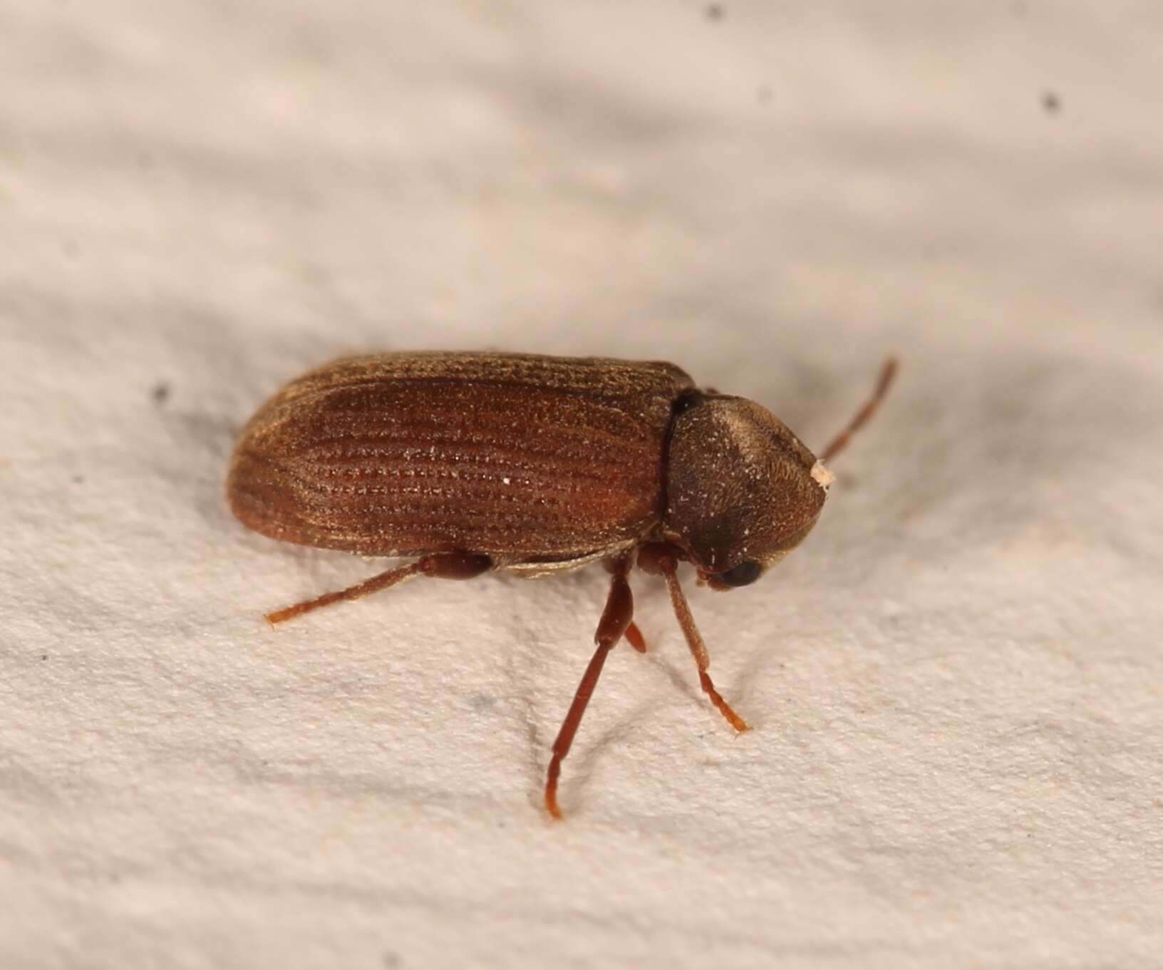 Image of furniture beetle