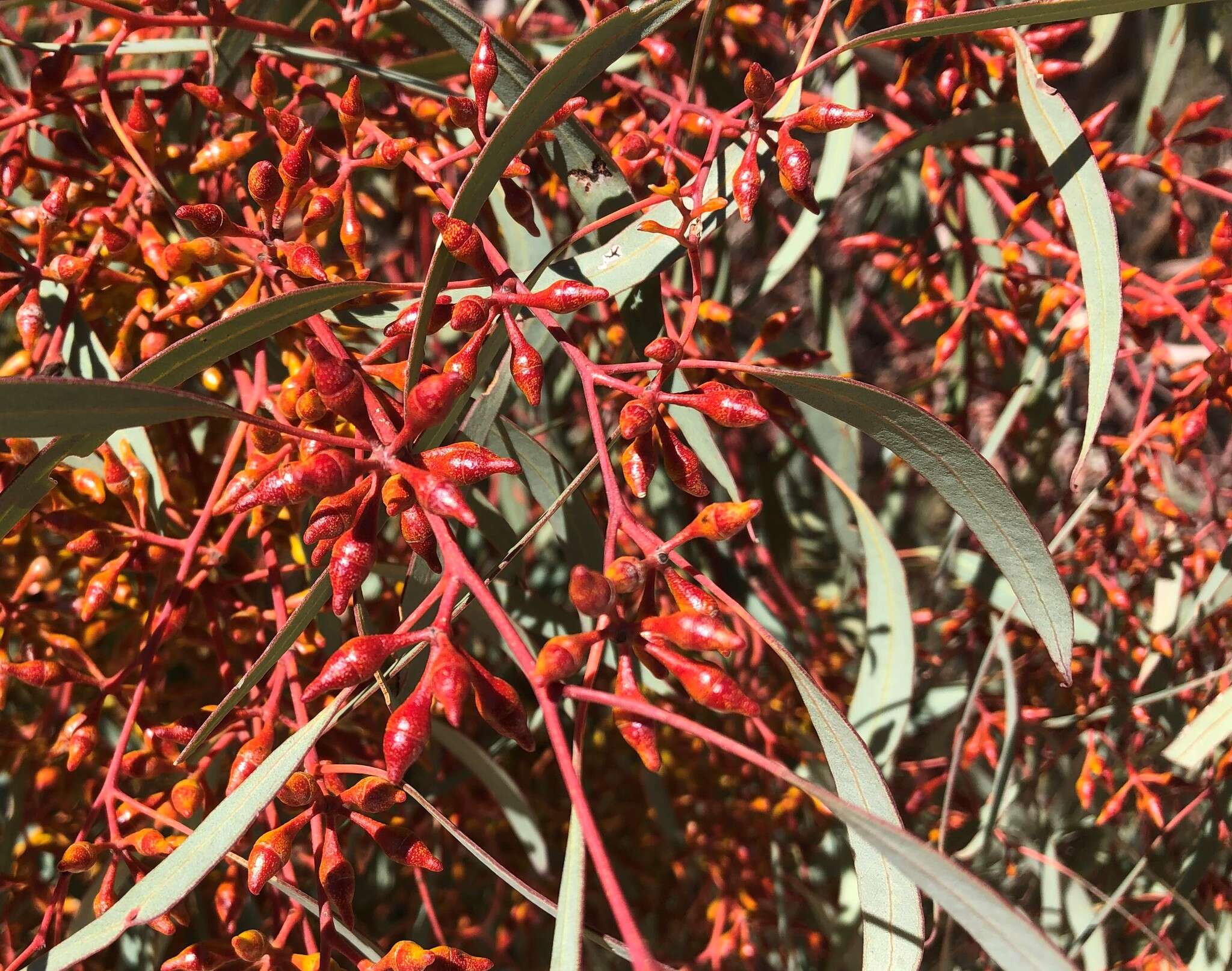 Image of Red Mallee