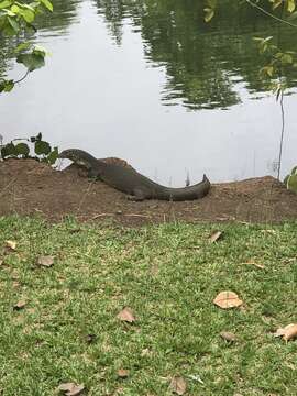 Image of Mertens's Water Monitor