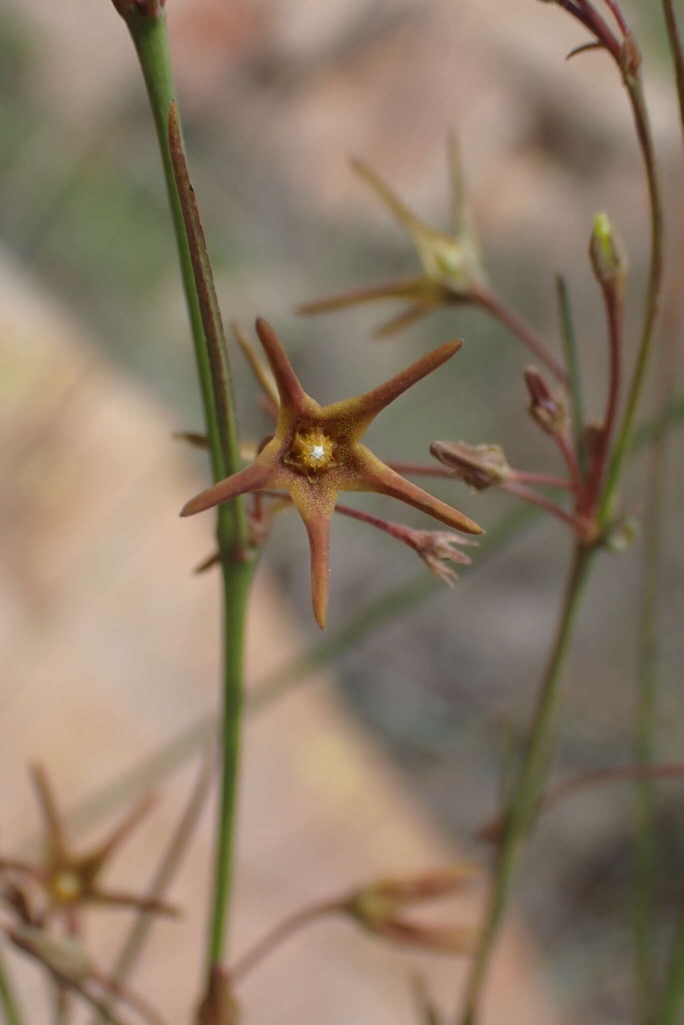 Ceropegia chlorantha (Schltr.) Bruyns的圖片