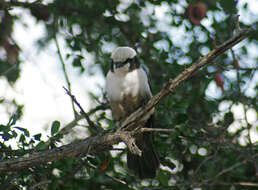 Image of Southern White-crowned Shrike