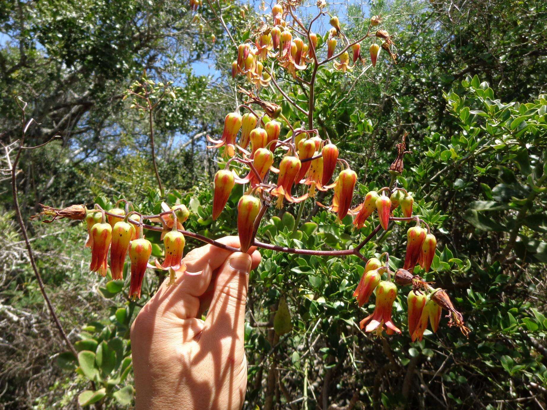 Image of Cotyledon velutina Hook. fil.