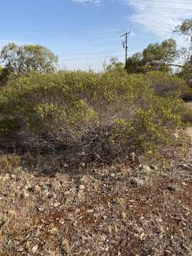 Image of Mallee Wattle