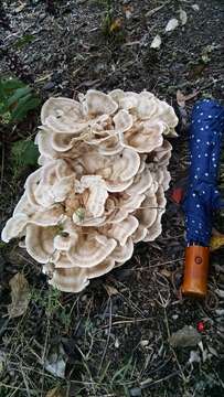 Image de Polypore de Sumstine