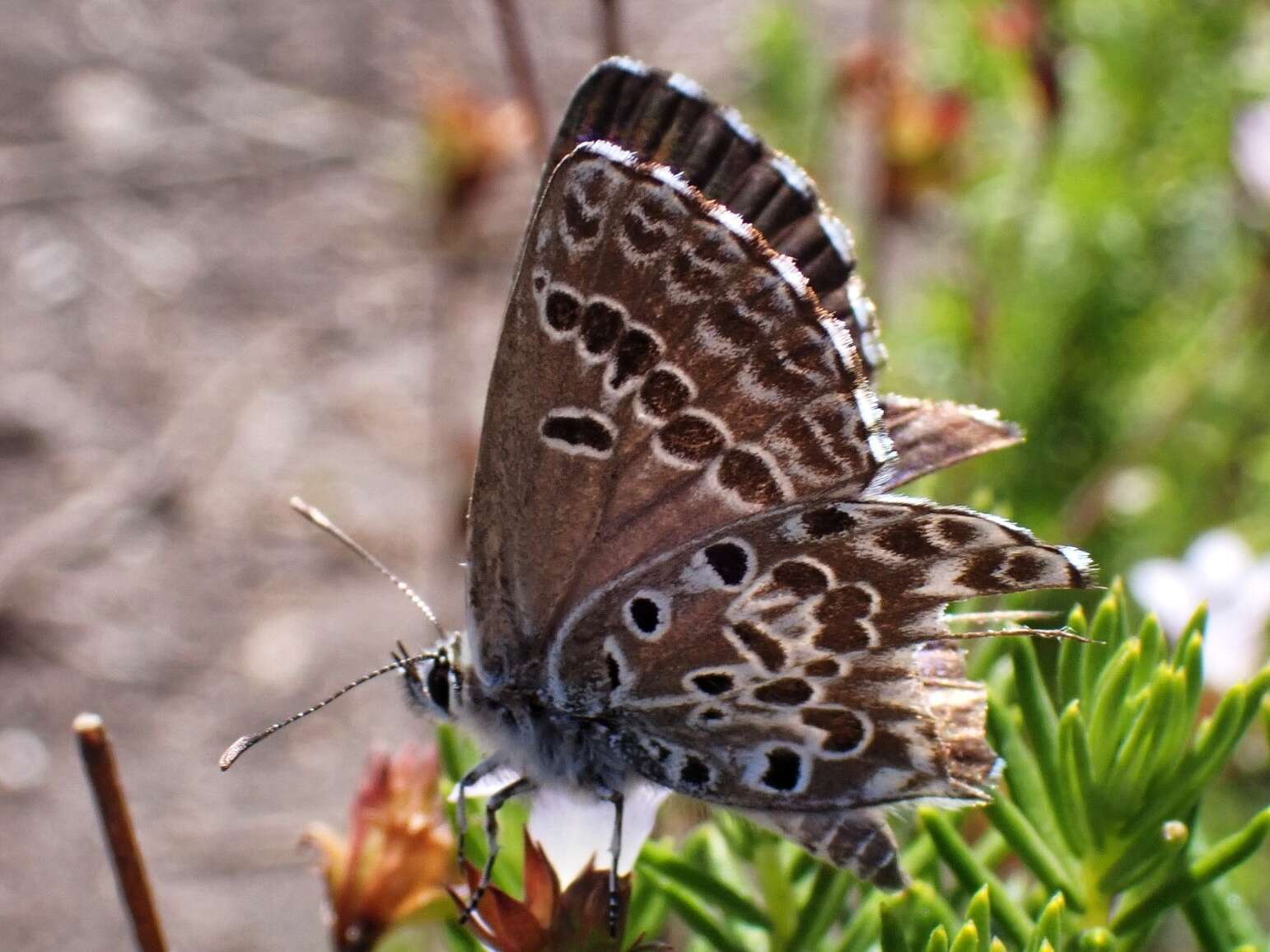 Image of Lepidochrysops asteris (Godart (1824))