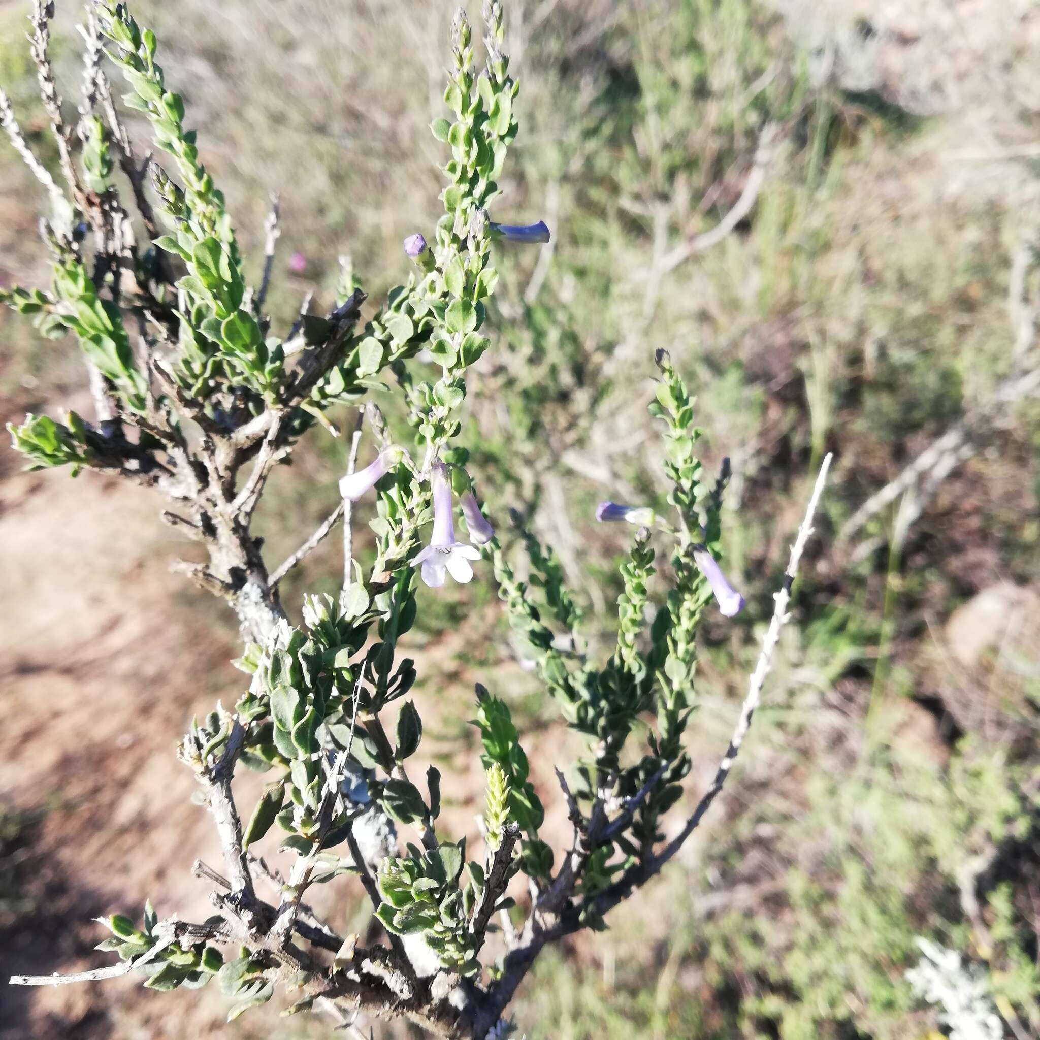 Imagem de Freylinia undulata (L. fil.) Benth.