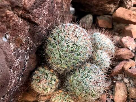 Image of Mammillaria petrophila K. Brandegee