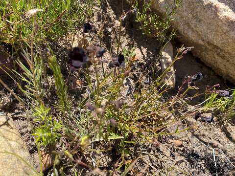 صورة Nemesia bodkinii Bolus