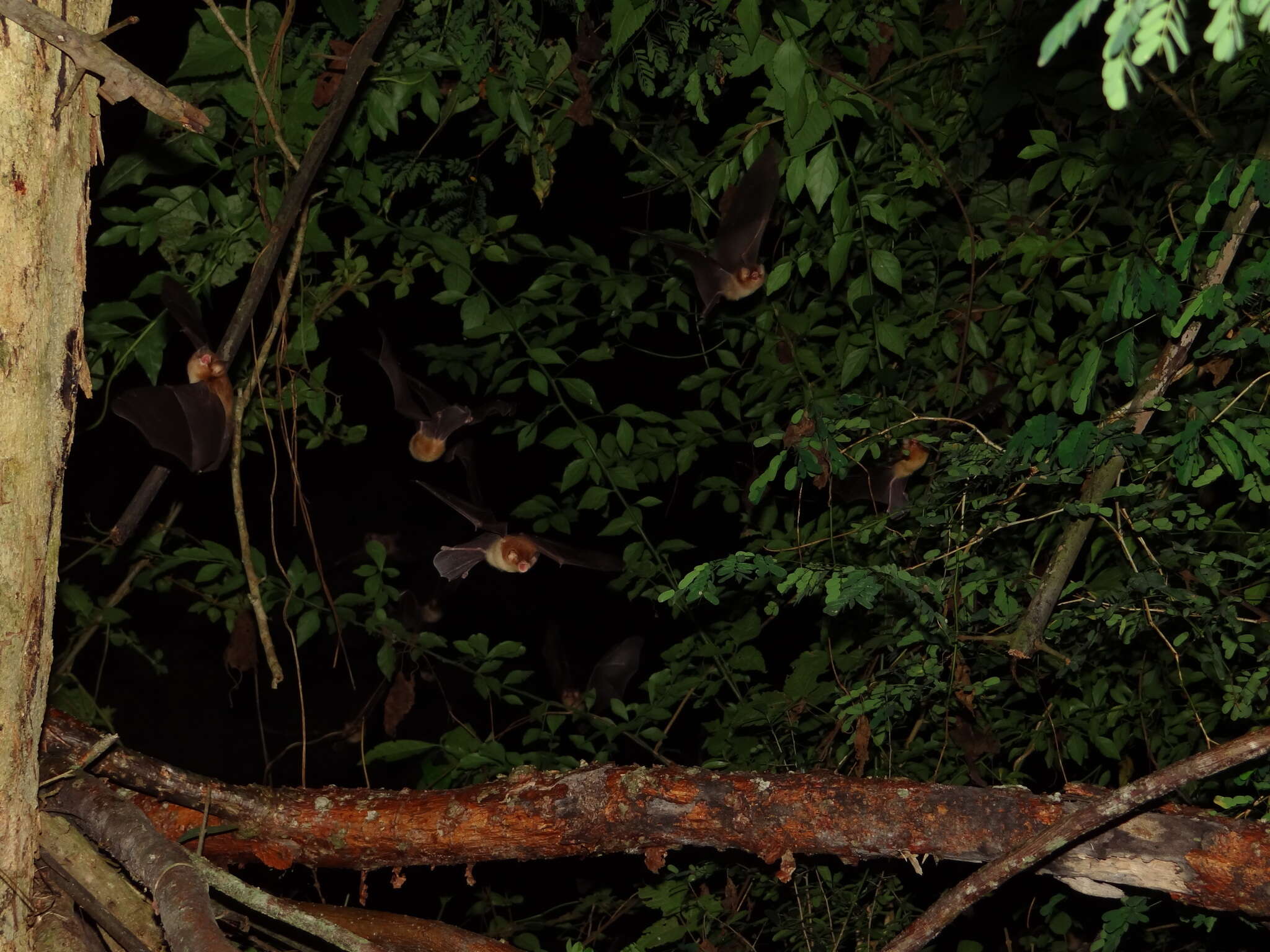 Image of Mexican Greater Funnel-eared Bat