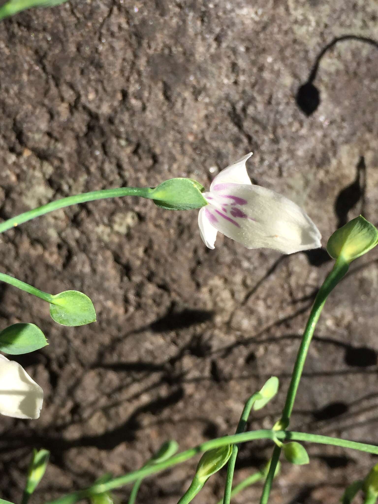 Image of Dicliptera thlaspioides Nees