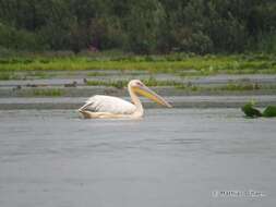 Image of Great White Pelican