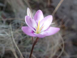 Image of Hesperantha candida Baker