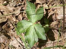 Image of Small's blacksnakeroot