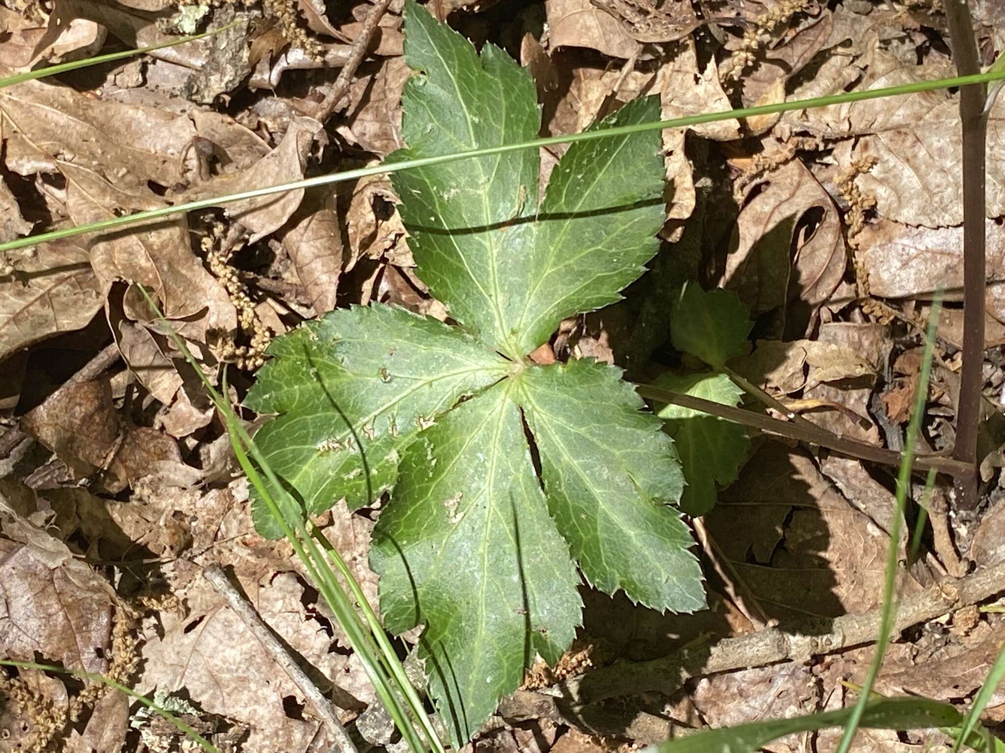 Image of Small's blacksnakeroot