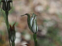 Image of Jug orchid