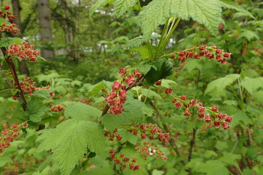 Image of Ribes latifolium Jancz.