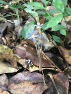 Image of Puerto Rico Ghostplant