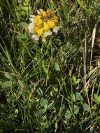 Image de Hosackia pinnata (Hook.) Abrams