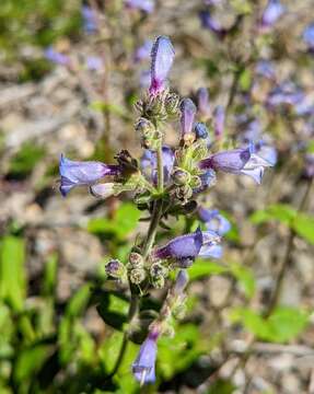 Image of Siskiyou beardtongue