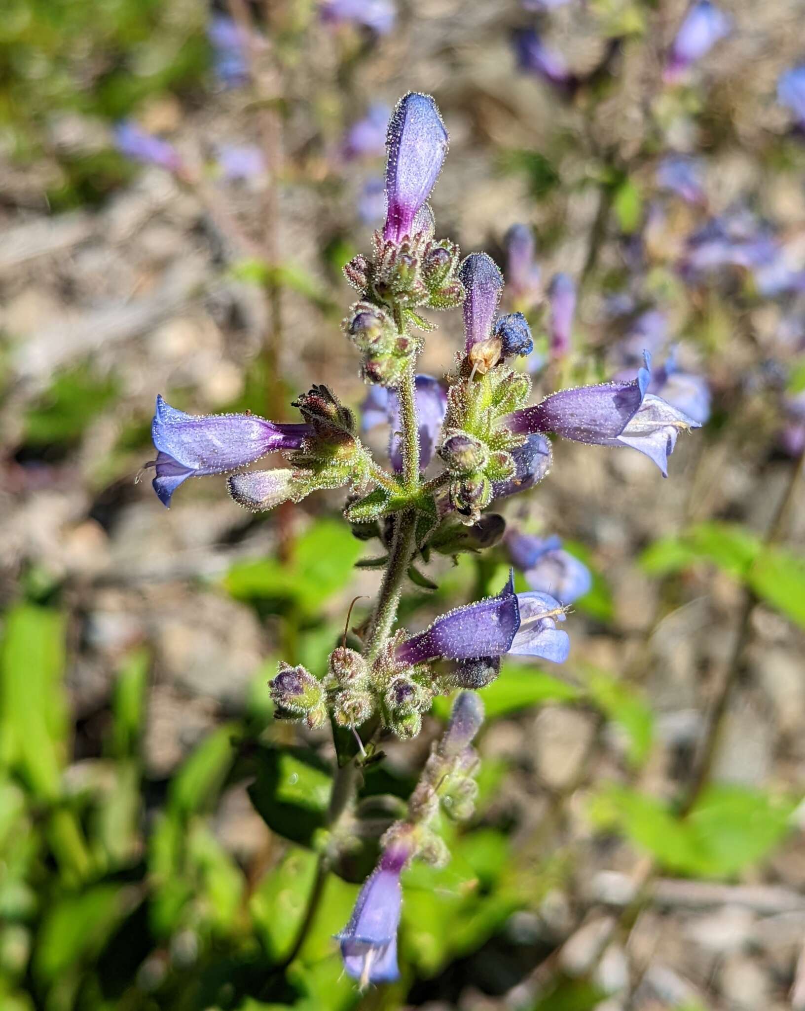 Image of Siskiyou beardtongue