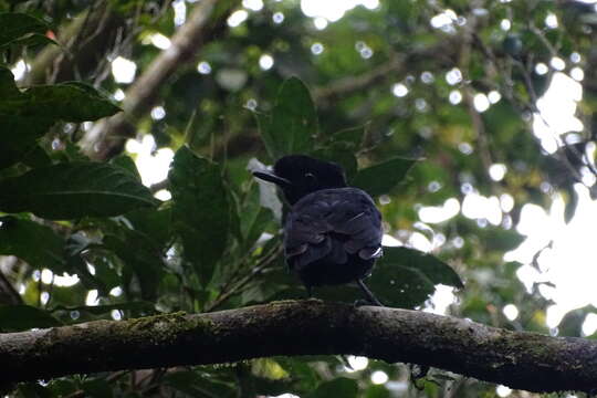 Image of Bare-necked Umbrellabird