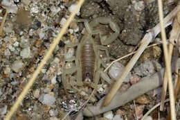 Image of Hadrurus anzaborrego Soleglad, Fet & Lowe 2011