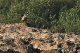 Image of Pharaoh Eagle-Owl