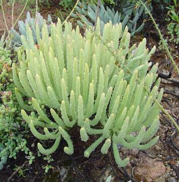 Image of Tylecodon wallichii subsp. ecklonianus (Harv.) H. Tölken