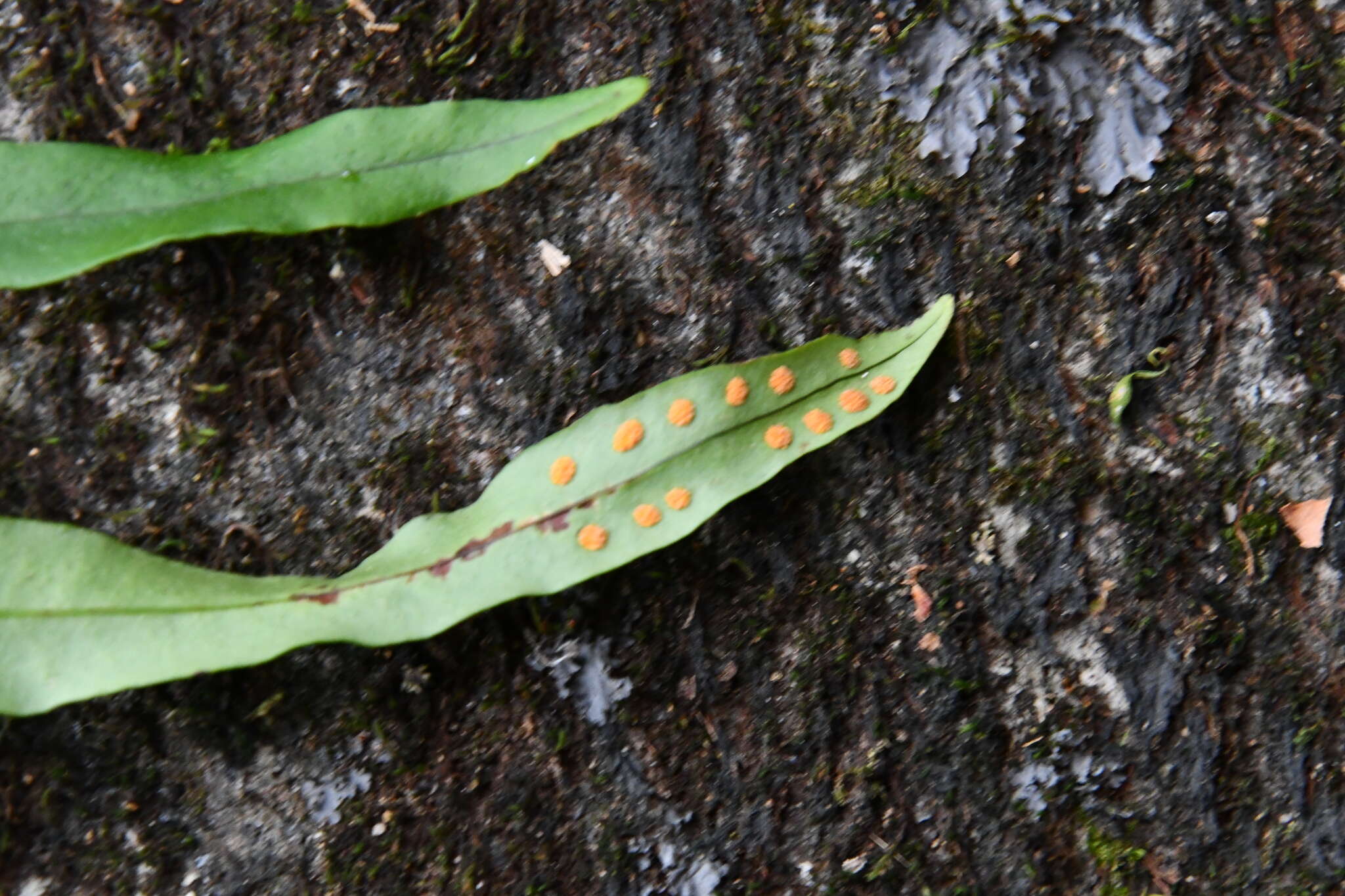 Image of Lepisorus ussuriensis (Regel & Mack.) Ching