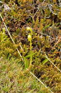 Image of Waireia stenopetala (Hook. fil.) D. L. Jones, M. A. Clem. & Molloy