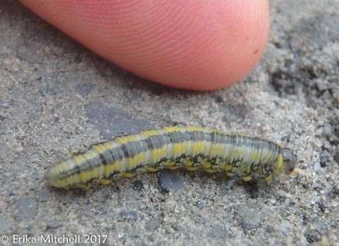 Image of Introduced Pine Sawfly