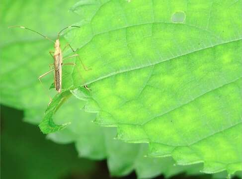 Image of Paraplesius