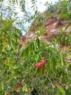 Image of Salvia graciliramulosa Epling & Játiva