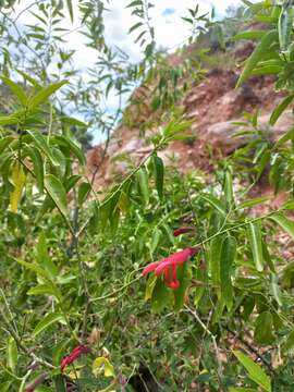 Image of Salvia graciliramulosa Epling & Játiva