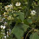 Image of Montanoa guatemalensis B. L. Rob. & Greenm.