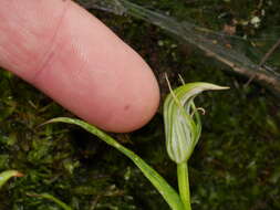 Image of Pterostylis irsoniana Hatch